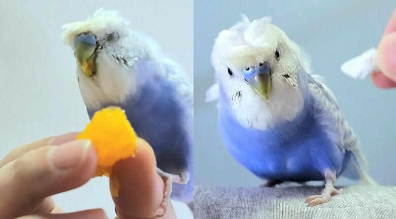 好きな表情（左：ポンカンを食べて「笑顔」　右：「好きな○○の前」首や足に力がみなぎっている）