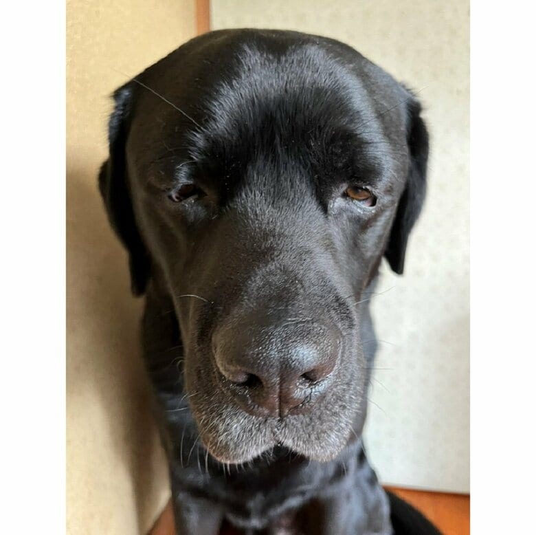 しょんぼり顔のサンタくん