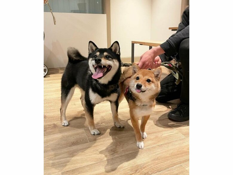 左：豆福くん　右：夢栗ちゃん（提供：まめふく&ゆめくりさん）