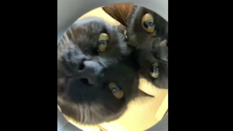 筒を除く2匹の姿