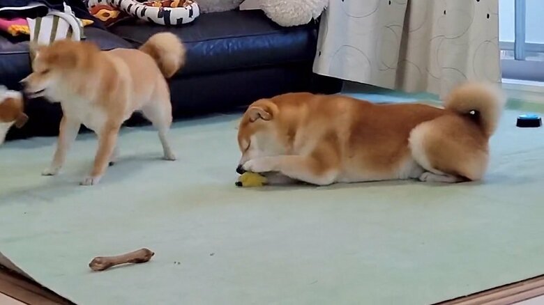 回転を再開するわらびちゃん