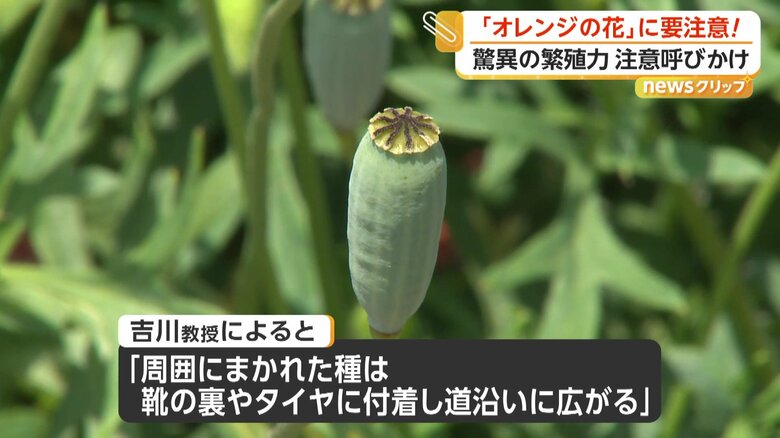 ナガミヒナゲシの種は靴の裏やタイヤにつき、道沿いに拡大していくという