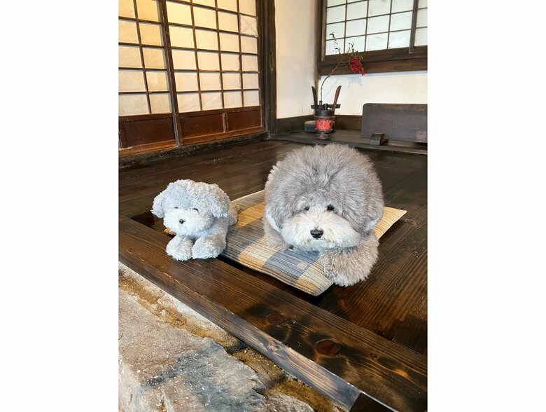 ６歳の今も毛並みや目元がそっくり（提供：レノン&れあるさん）