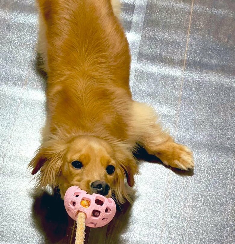 おもちゃで遊ぶボンくん