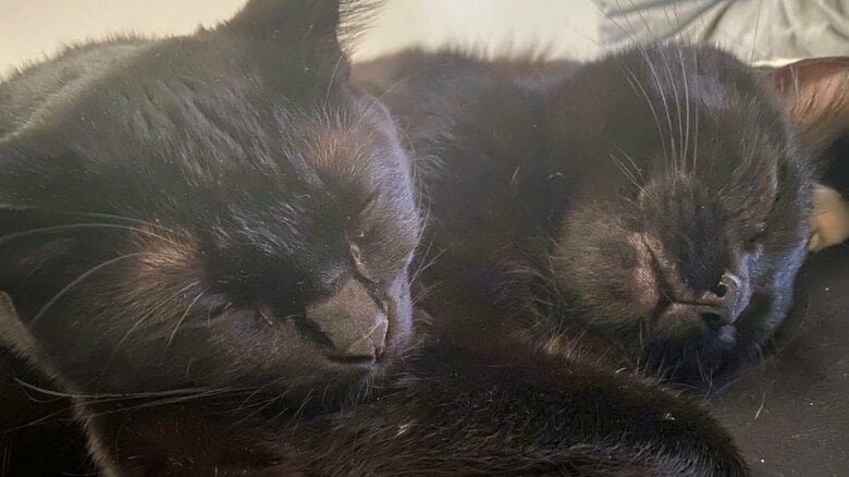 普段はおりこうさんな2匹