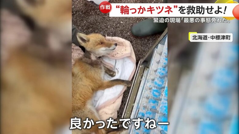 首にはこすれた跡があり、長い間苦しんでいたことがうかがえるキツネ