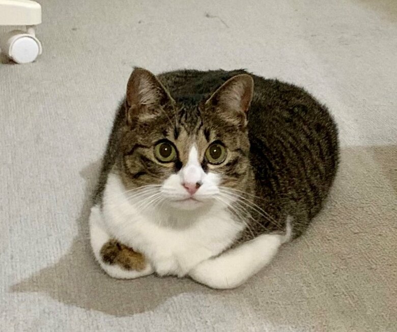 お手々ないないはできるとのこと