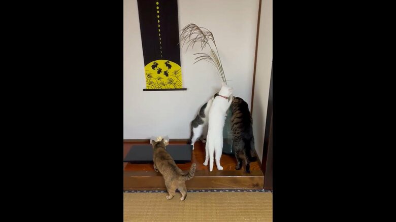 もう一匹の猫は月見団子へ…（提供：いのうえもんぺさん）