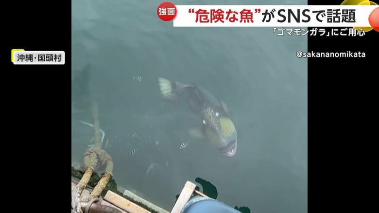 黒い体に黄色の模様とギョロリとした白い目の見た目の魚