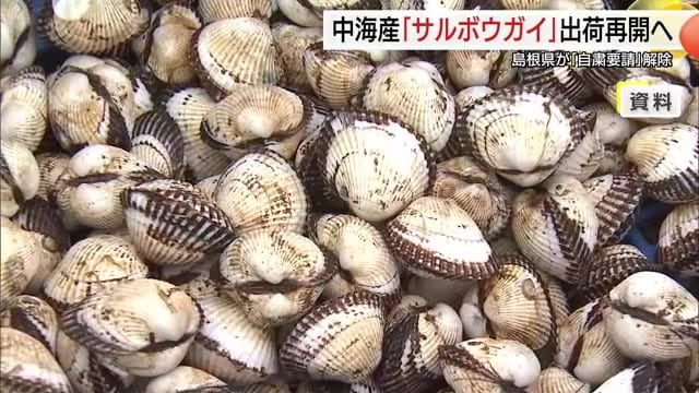 中海で養殖「サルボウガイ（赤貝）」　貝毒検査で3週連続規制値下回り出荷規制除へ（島根）
