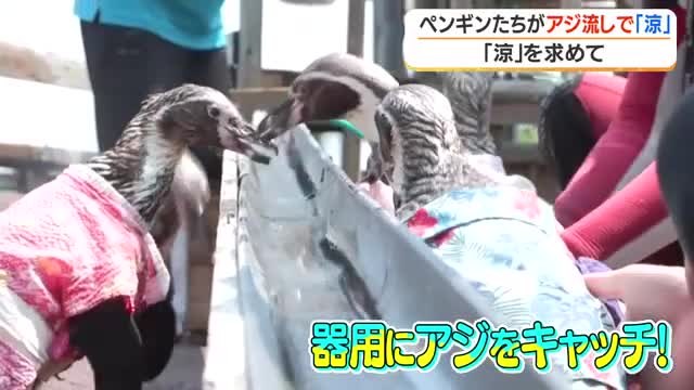 そうめん流しならぬ「アジ流し」 ペンギンが猛暑を乗り切る涼グルメに夢中【鹿児島】