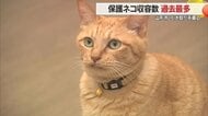 保護ネコの収容数が過去最多…実は人懐っこく初めてでも飼いやすい 動物愛護センターで引き取り手募る【山形発】