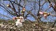 【速報】高知で桜の開花宣言　3年連続全国トップ