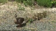 カルガモ親子が患者の心和ませる　病院の中庭でヒナ12羽誕生　岩手・盛岡市