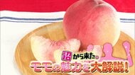“モモマニア”厳選する全国ご当地モモ！青果バイヤーが教えるおいしいモモを選ぶポイントは「皮」