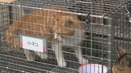 「不幸なネコ減らしたい」 ボランティア奮闘記　安全に捕獲し不妊手術 課題は…メス1匹1万5000円の費用