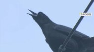 電線にびっしり!福島市にカラスの大群 大学の至る所に“ふん”…