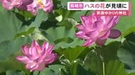 家康が”戦勝祈願”に…愛知県岡崎市の伊賀八幡宮でハスの花が見ごろ 約600平方mの池に淡いピンクの花