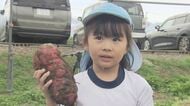 「重い」小さな手で大きなサツマイモを収穫　幼稚園児が芋掘り　「紅あずま」約100本　長野市