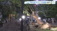 平和大通りの『クスノキ』を移植！　原爆ドームや平和公園周辺を世界遺産にふさわしい景観にするために