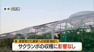 サクランボの雨よけハウス強風による被害にJAが緊急要請・全体の約18％で被害　東根・天童中心　山形