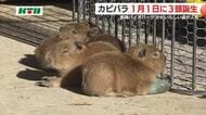 カピバラのベビーラッシュ「4頭の赤ちゃんは手のひらサイズ」長崎バイオパーク