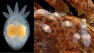 研究者も「何これ?」 “たこさんウインナー”のような生き物を発見…“たこ足”の役割は?生態を聞いた