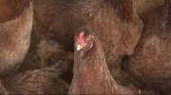 養鶏場で初の鳥インフルエンザ 比内地鶏生産者の悩みとは 秋田