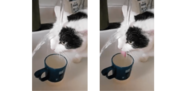 蛇口からの水は飲まずに打たれる…ネコの個性的な飲み方は天然!? 飼い主に聞いた