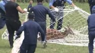 【速報】“迷いシカ”捕獲! 荒川河川敷