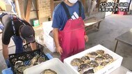天草郡苓北町でイワガキの出荷(熊本)