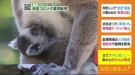 まだママに抱っこ ワオキツネザルの赤ちゃん 静岡・伊東市