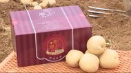 色白の最高級品“赤土の恵み”も! 三方原馬鈴薯の出荷ピーク迎える