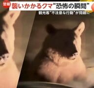 「閉めて！閉めて！閉めて！」クマが車に襲いかかる“恐怖の瞬間”　人気観光地で餌あげようと近づき…撮影目的の接近に注意喚起　トルコ