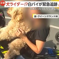 【仰天】犬がバイクを運転!?ハンドルに前脚かけ…白バイが緊急追跡　女性ライダーに反則金「暴れたら大変なことに」　オーストラリア