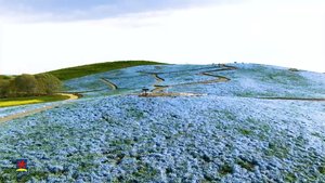 誰も見たことない無人の絶景!新型コロナで休園中のフラワーパーク…お花畑をドローンで特別撮影
