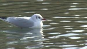 冬の野鳥観察会 富岩運河環水公園では水鳥が陽の光を浴びながら…