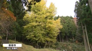 「生命の強さを感じる…」 樹齢900年…悠久の時を経た「菩提寺の大イチョウ」 見頃【岡山・奈義町】