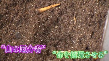 年間2万頭が駆除されるイノシシ 食用はわずか1割…命を循環させる取り組みとは【佐賀発】