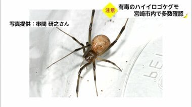 有毒「ハイイロゴケグモ」が生息域拡大…繁殖力“半端なく強い” メスに注意、見つけた時の対処法は【宮崎発】