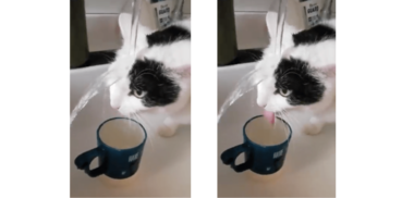 蛇口からの水は飲まずに打たれる…ネコの個性的な飲み方は天然!? 飼い主に聞いた