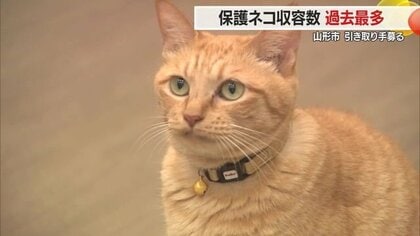 保護ネコの収容数が過去最多…実は人懐っこく初めてでも飼いやすい　動物愛護センターで引き取り手募る【山形発】