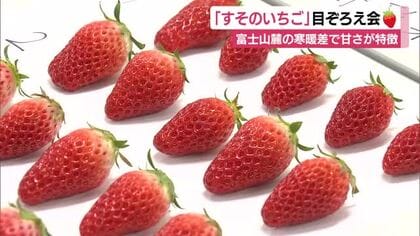 「3品種を食べ比べて」富士山麓の寒暖差で甘さが特徴“すそのいちご”の目ぞろえ会