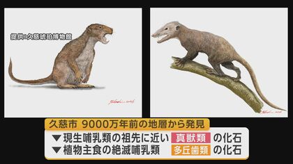 久慈市で恐竜時代の哺乳類化石発見　新種の可能性　岩手県