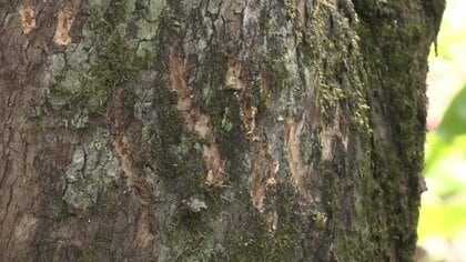 大阪で「クマ」出没相次ぐ…小学校のグラウンドに足跡　住民たちに不安広がる　茨木市・箕面市・島本町など