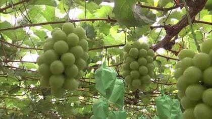 9月上旬の日照時間「観測史上最少」平年の約15％に…農家は品質への影響懸念　大分