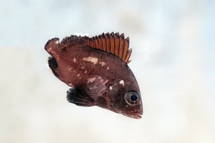 【沖縄美ら海水族館】世界初「クロコショウダイ」の繁殖に成功～繁殖個体の生体展示を開始！～