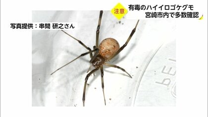 有毒「ハイイロゴケグモ」が生息域拡大…繁殖力“半端なく強い”　メスに注意、見つけた時の対処法は【宮崎発】