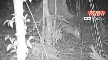 “キョン撮影”で茨城県が「褒賞金2000円」　｢対岸の火事ではない｣全国初の繁殖防止対策の取り組み開始