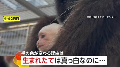 真っ白な赤ちゃんサル…生後100日ごろには真っ黒に！赤ん坊と分かるように最初だけ色が違うアビシニアコロブス　愛知・犬山市「日本モンキーセンター」